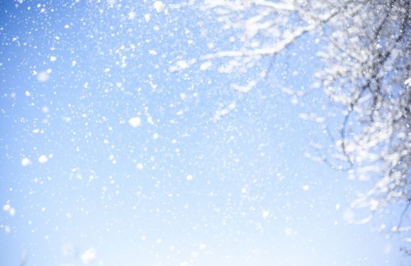Tree Branch with White snow falling off