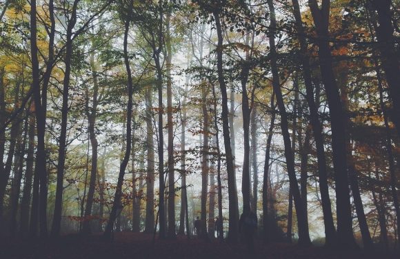 Foggy Forest