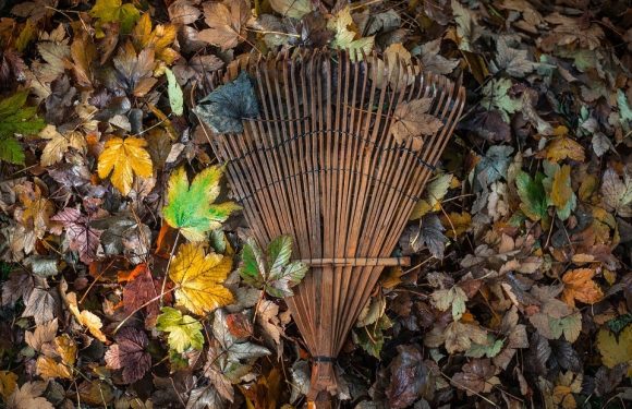 Fallen leaves and rake