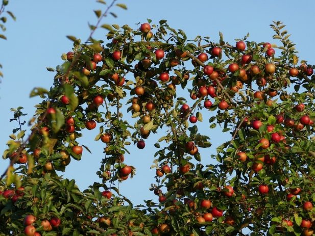 Apple Tree 1782514 960 720