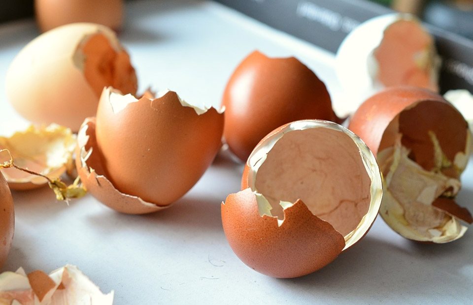 Egg Shells