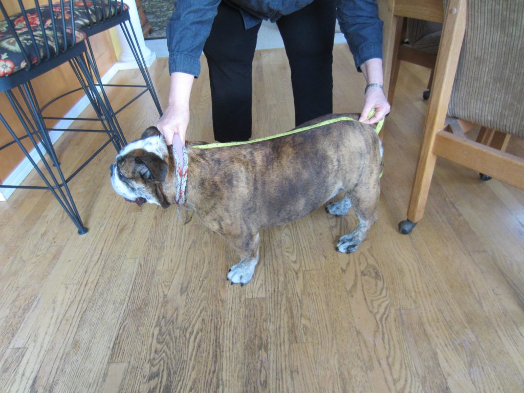 measuring for a basic dog pattern