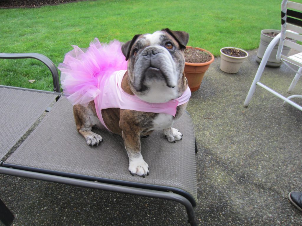 Another picture of Roxy in her tutu made from the basic dog pattern