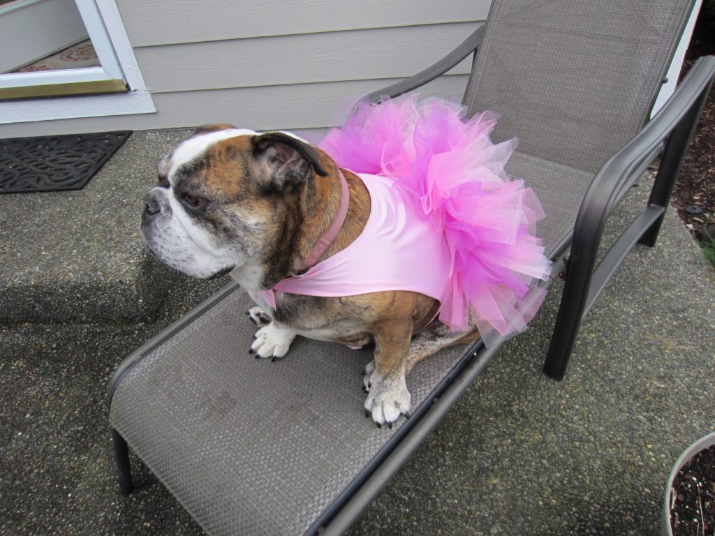 Rox is porting her new tutu made from the basic dog pattern