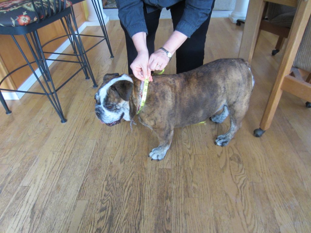 Measuring the neck of your dog