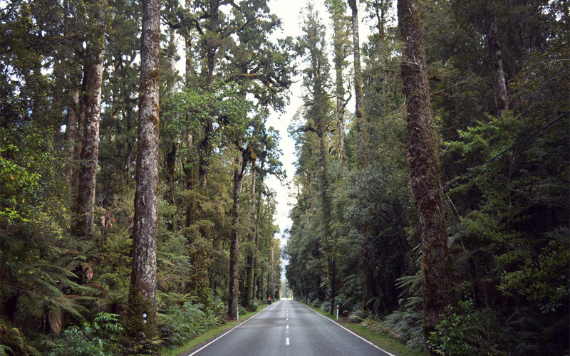Day 78 Franz Josef Glacier, NZ to Lake Paringa Campground Four Legs