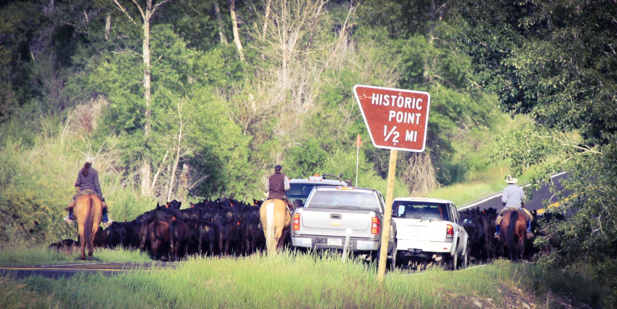 Day 28 Alder to Ennis Yippee io ki yay Get Along Little Dogies