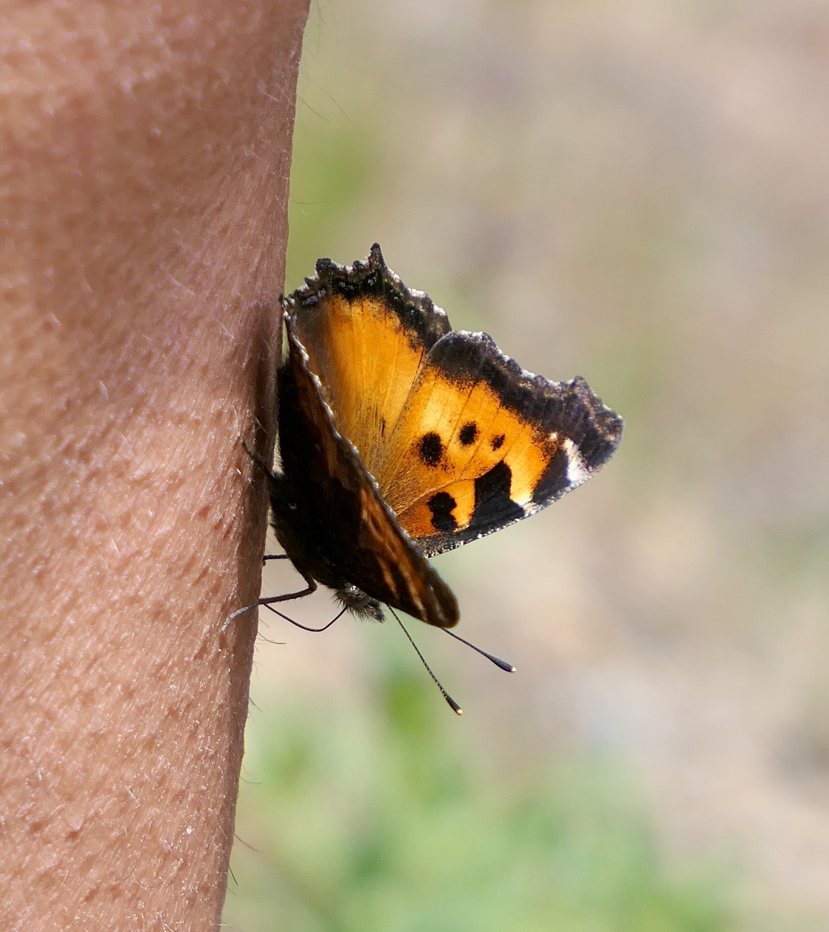 A weekend in Dufur Dufur Valley Road Northwest Passages Victoria to