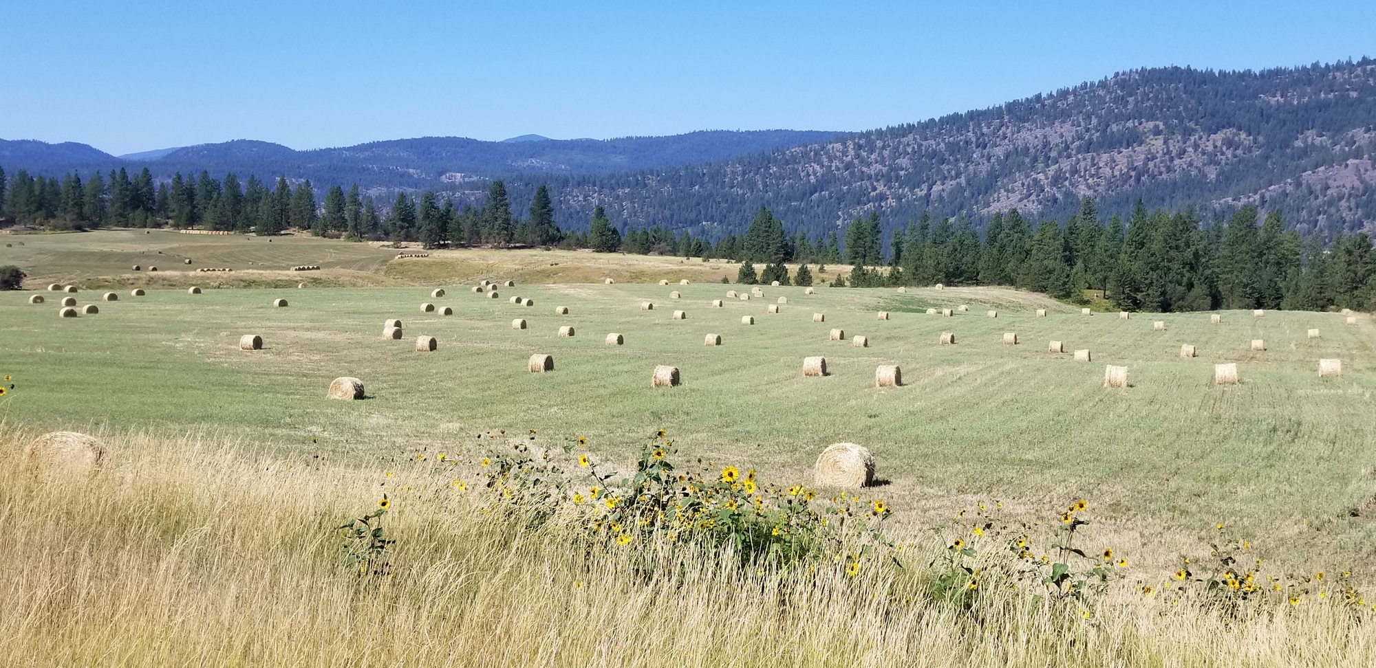 LAKE ROOSEVELT NATIONAL RECREATION AREA (GIFFORD CAMPGROUND) Dirty