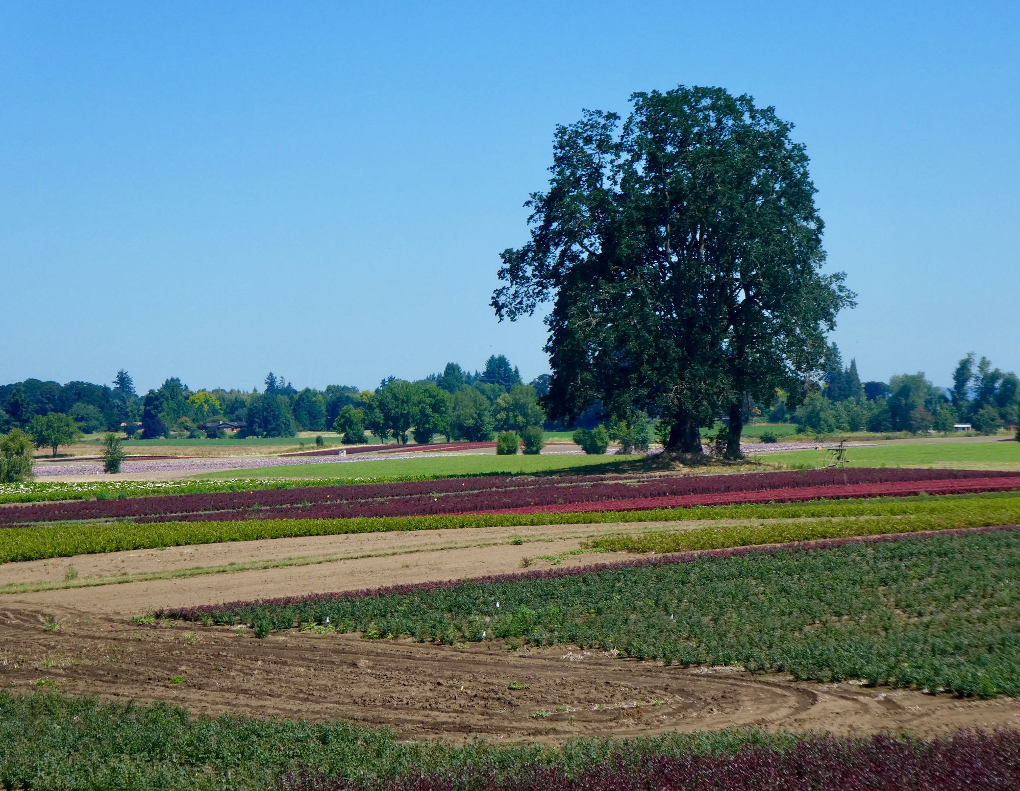 To Sauvie Island and back WITH NO FLAT TIRES! Northwest Passages