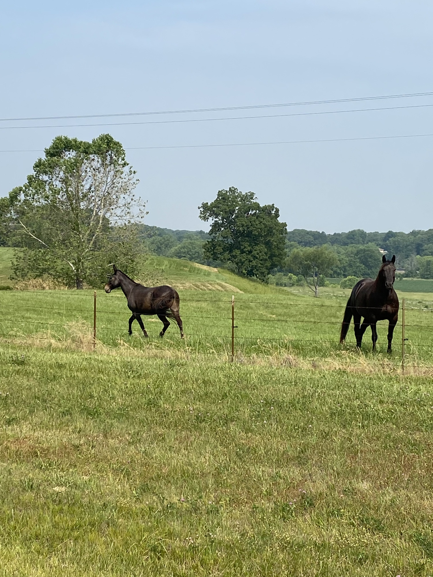 Day 26 Casey IL to Vandalia IL Still 8 years old in my brain CycleBlaze