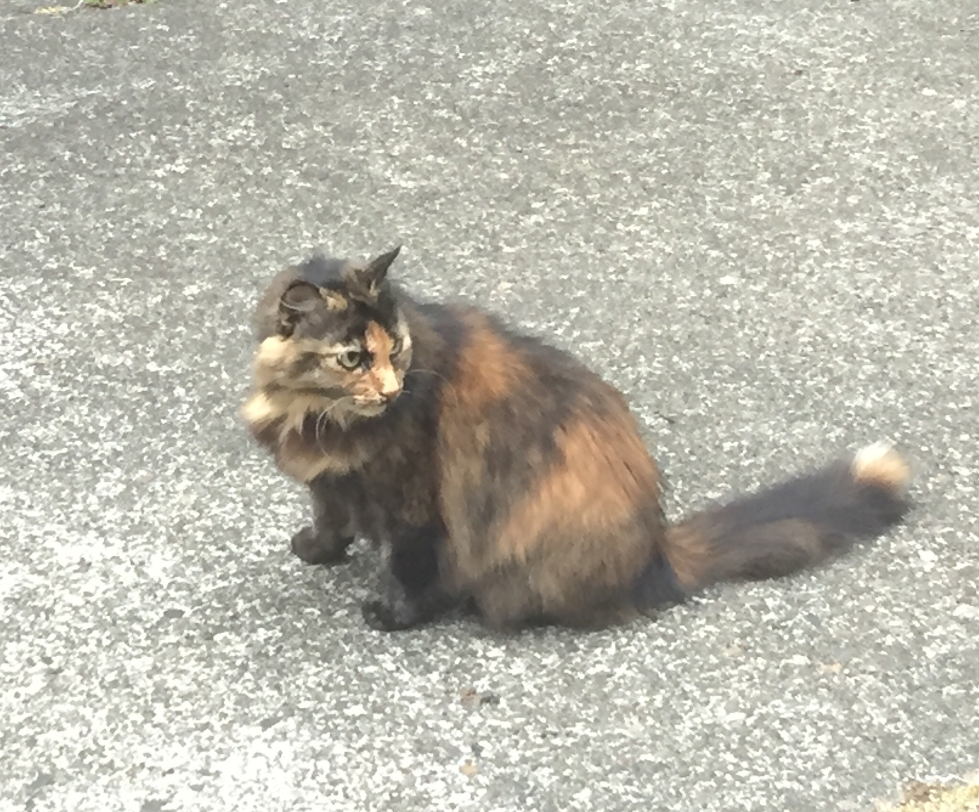 8/2/19 Longview to Cathlamet Summer 2019 in the Pacific Northwest