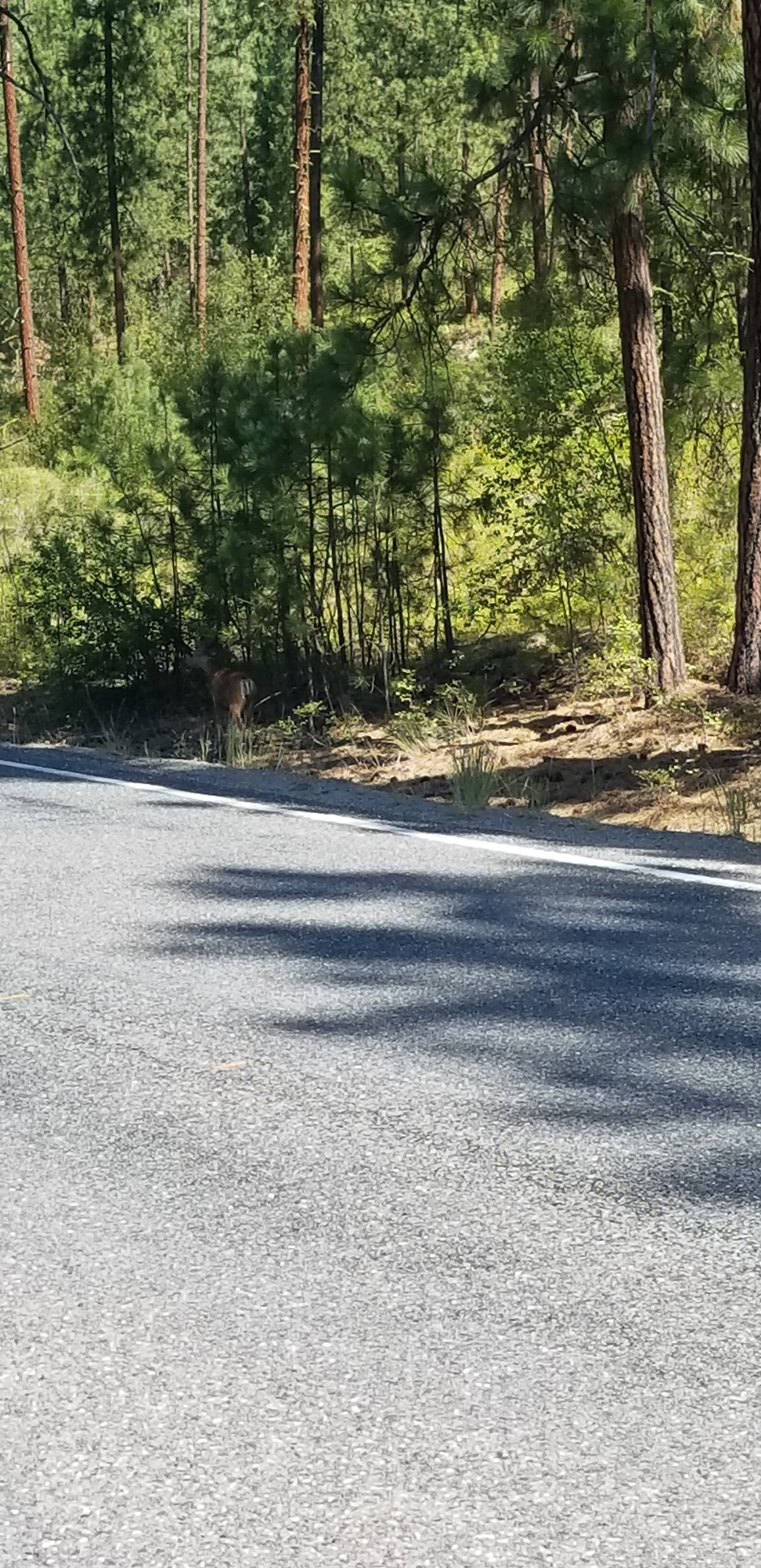 LAKE ROOSEVELT NATIONAL RECREATION AREA (GIFFORD CAMPGROUND) Dirty