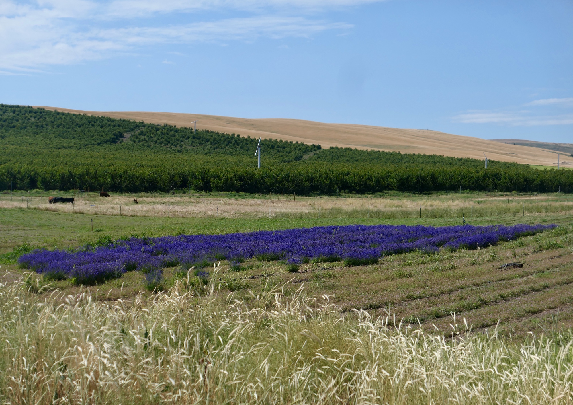 A weekend in Dufur Dufur Valley Road Northwest Passages Victoria to