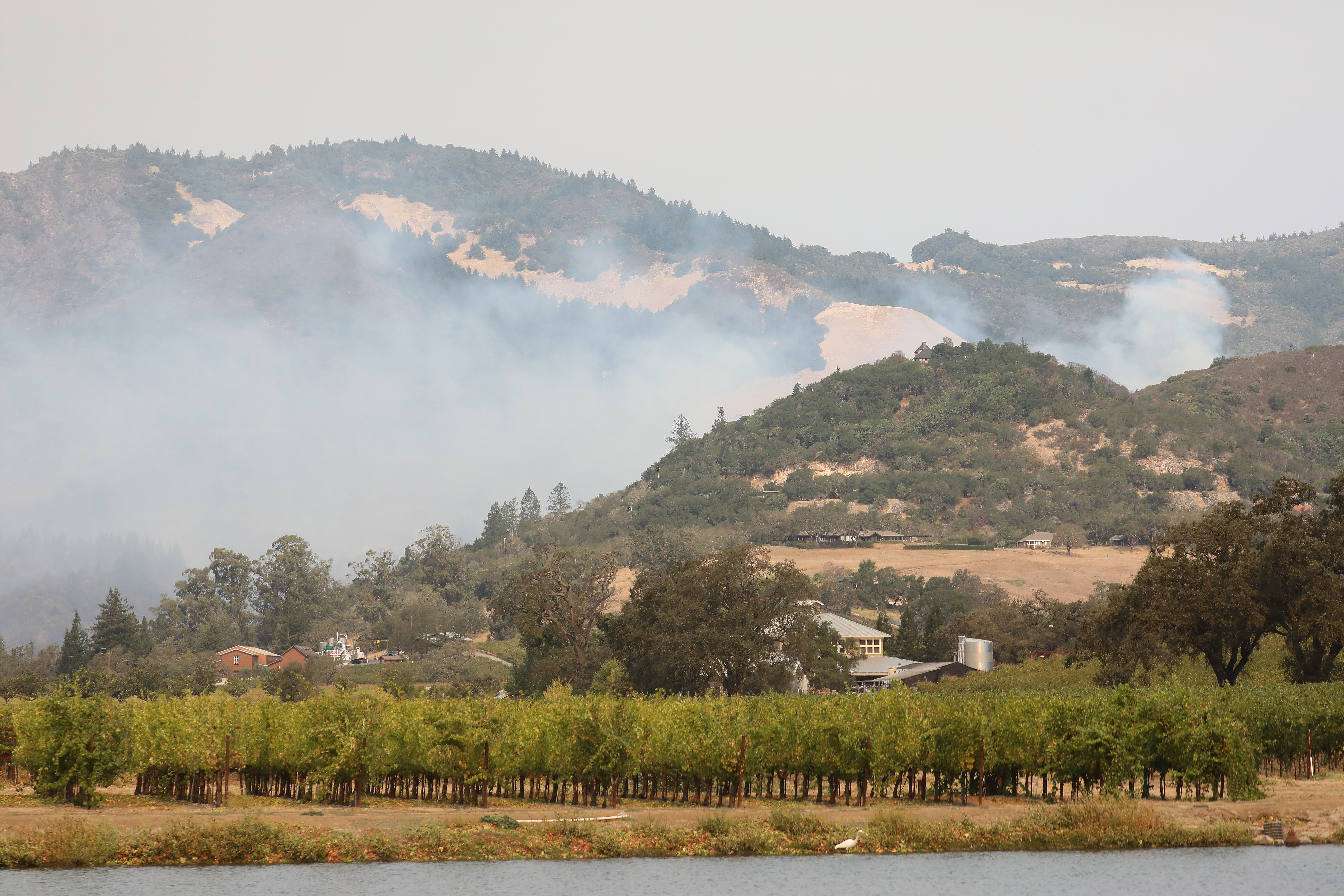 Potential coverage for cannabis growers affected by wildfires
