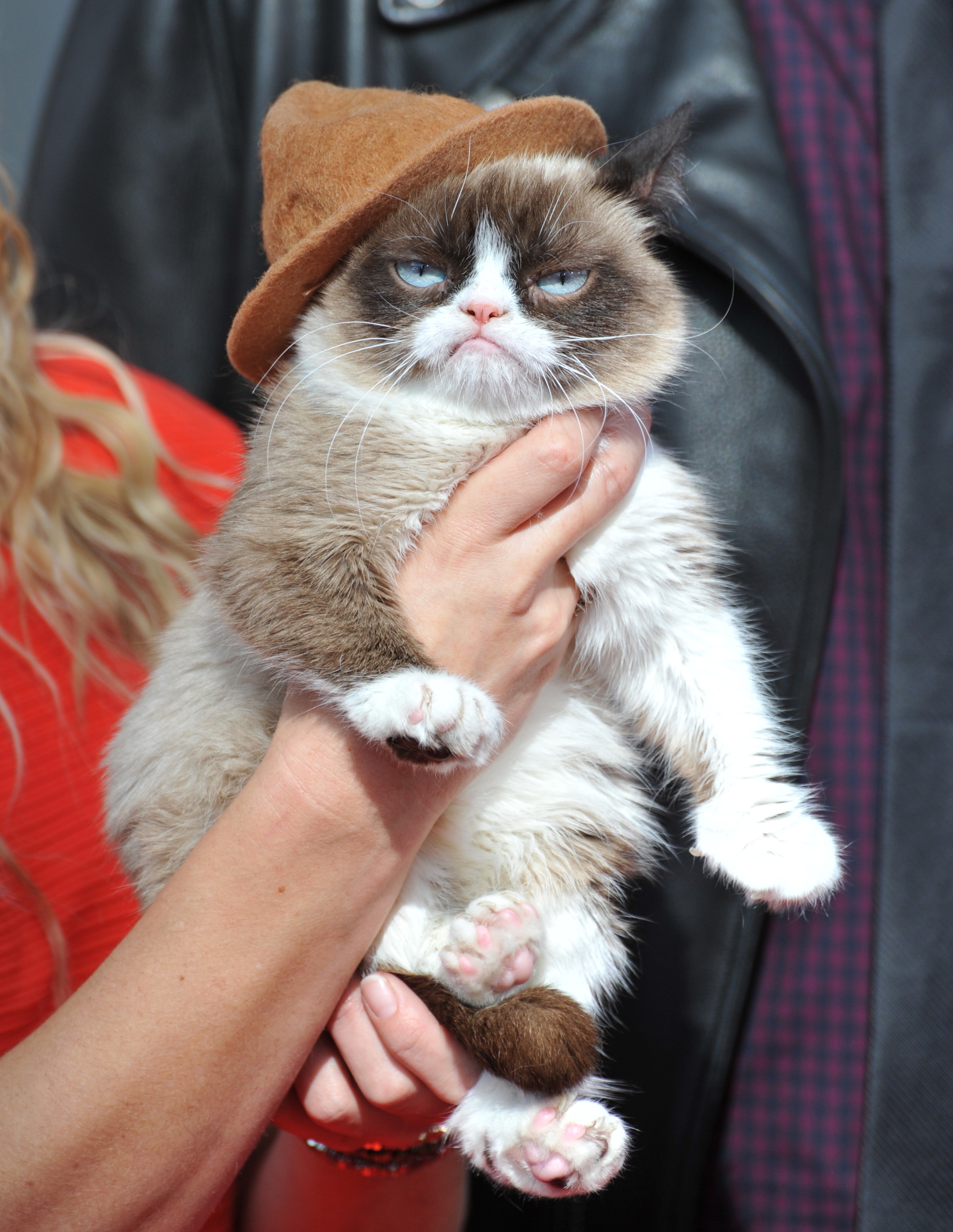 Grumpy Cat owes $12 million, expert testifies