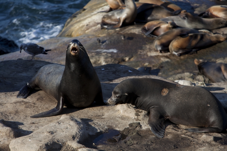 Appellate court reverses judge in San Diego seal case