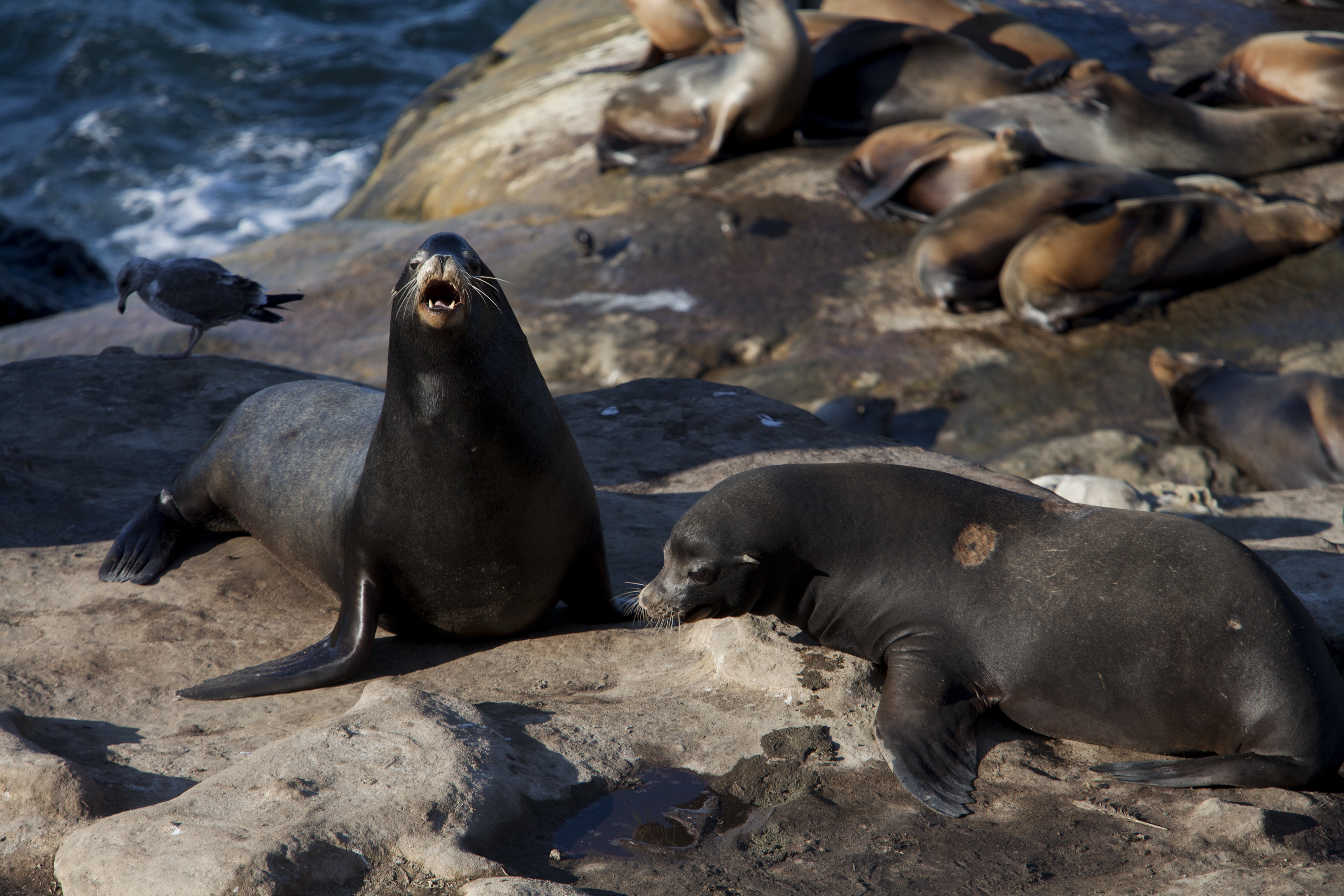 Appellate court reverses judge in San Diego seal case