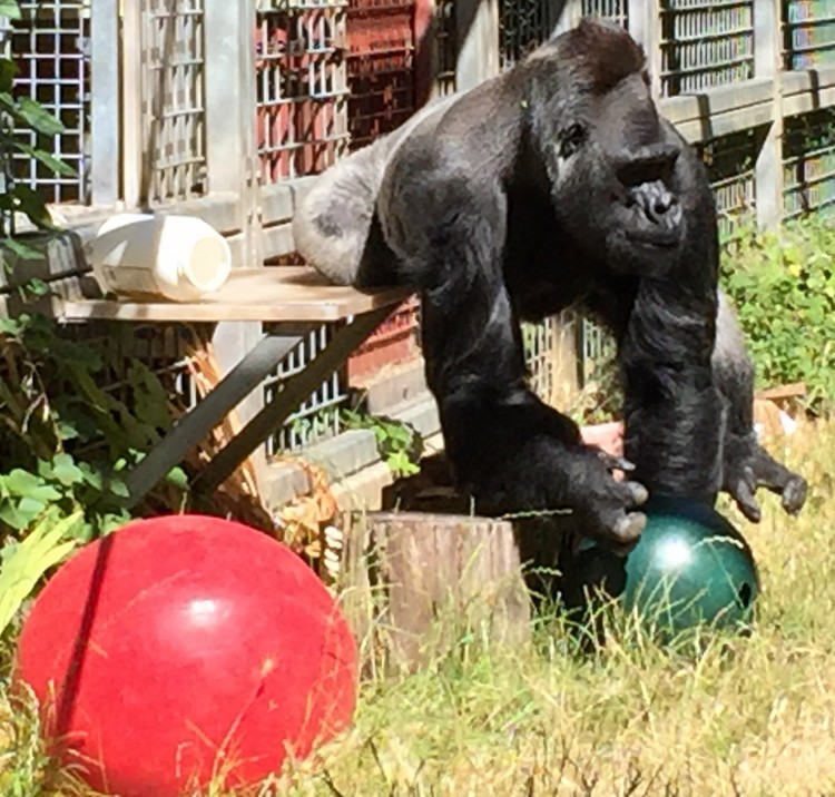 Cincinnati zoo sues for return of silverback gorilla Ndume