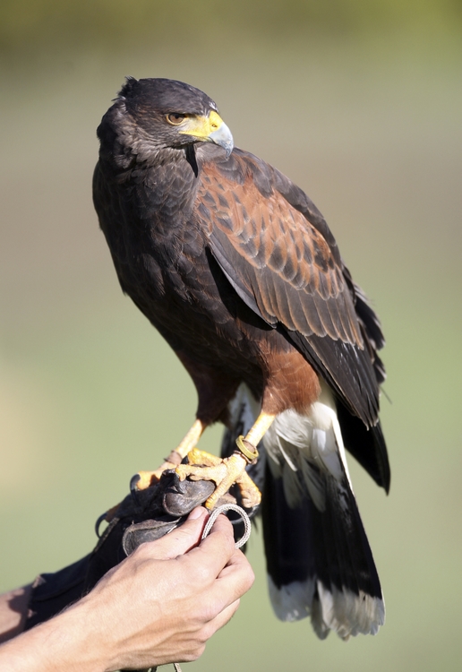 Falconers can fight free speech claims against federal restrictions, judge rules