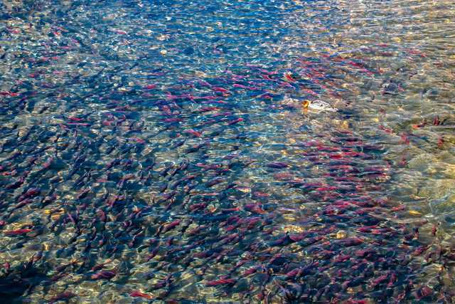 Tire pollution is impacting salmon, environmentalist say