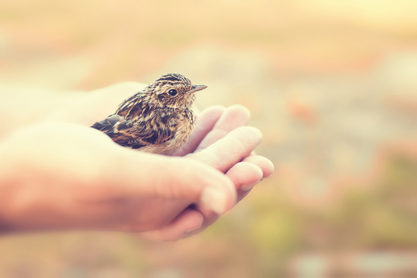 Mediating against public entities: A bird in the hand