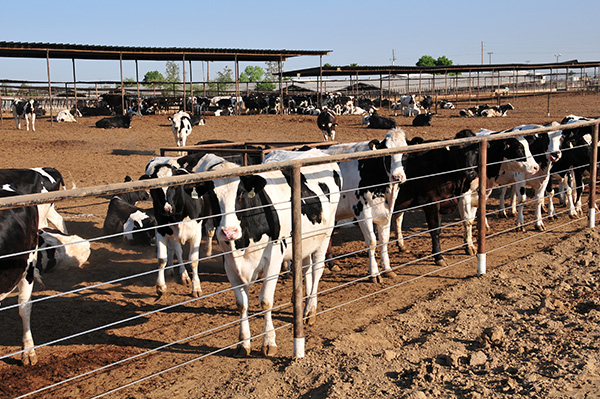 Milking California dry of its water supply