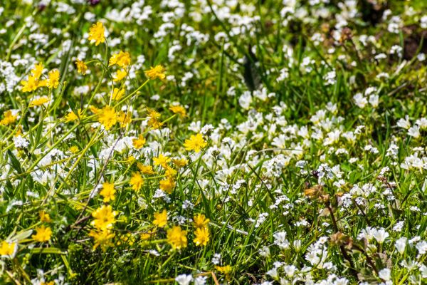 Judge halts project over threat to rare flower, shrimp, snakes