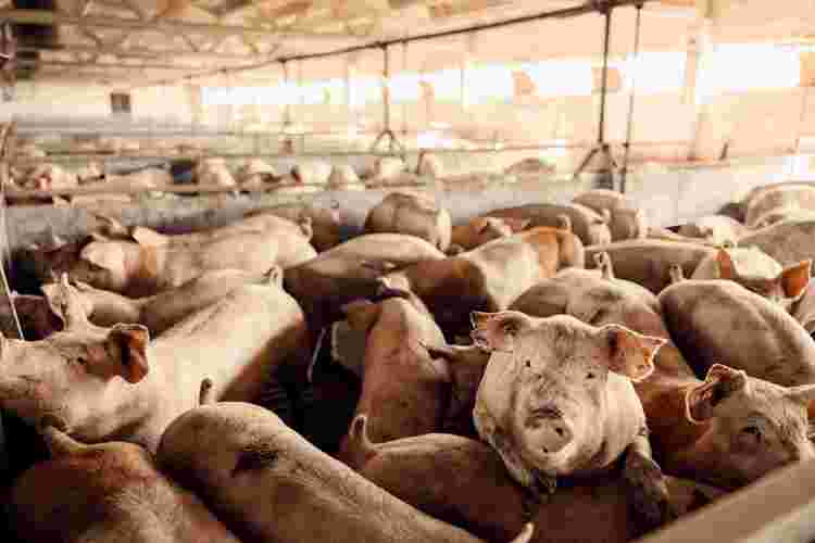 Triumph Foods challenges California's pork law in federal court