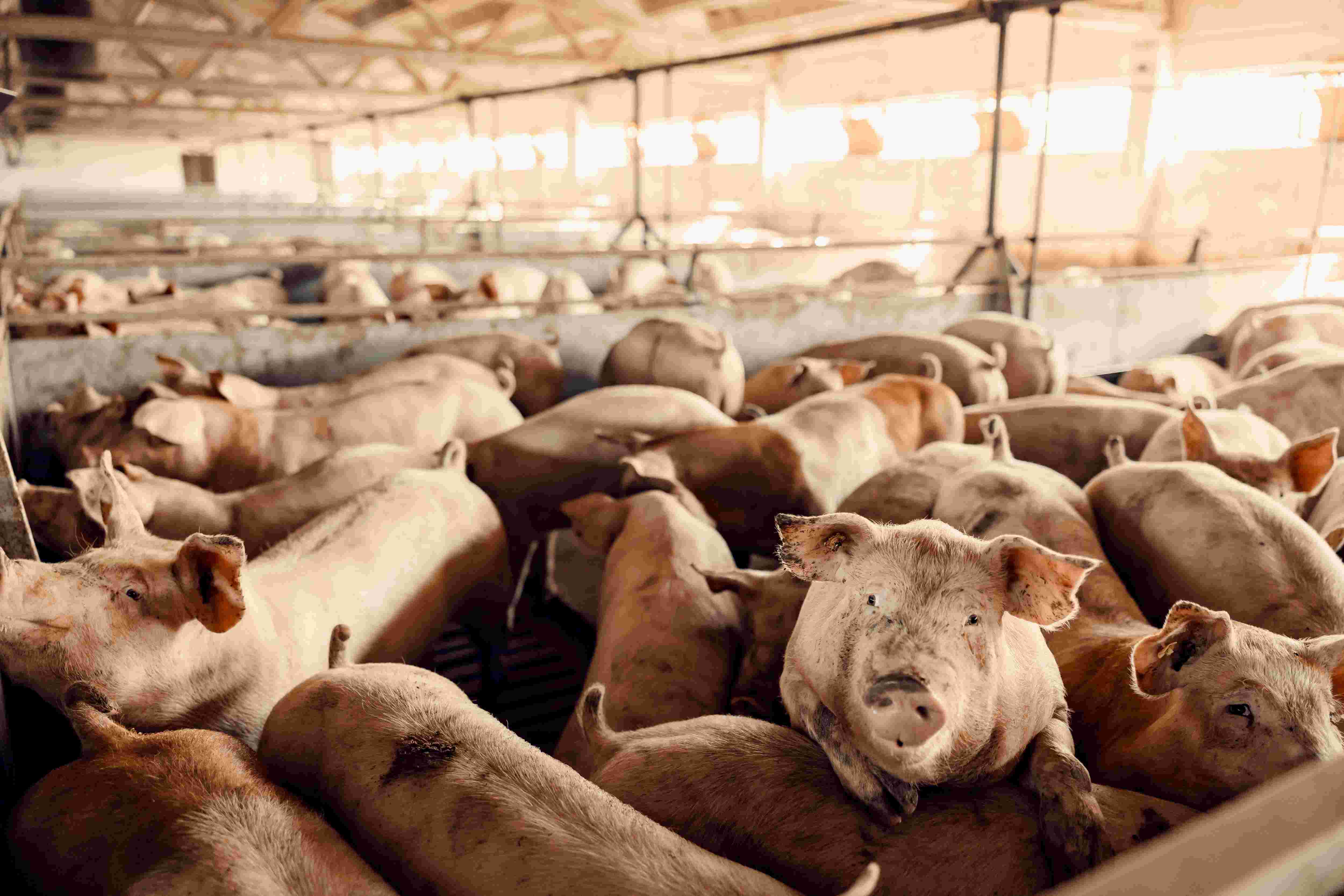 Triumph Foods challenges California's pork law in federal court