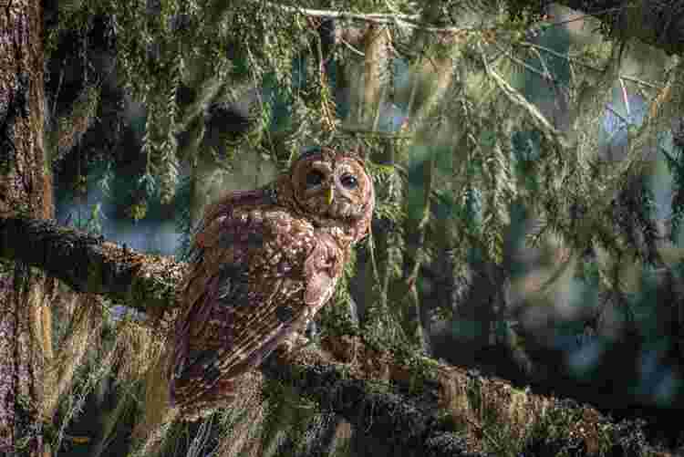 U.S. wildlife agency sued over delayed protections for spotted owl