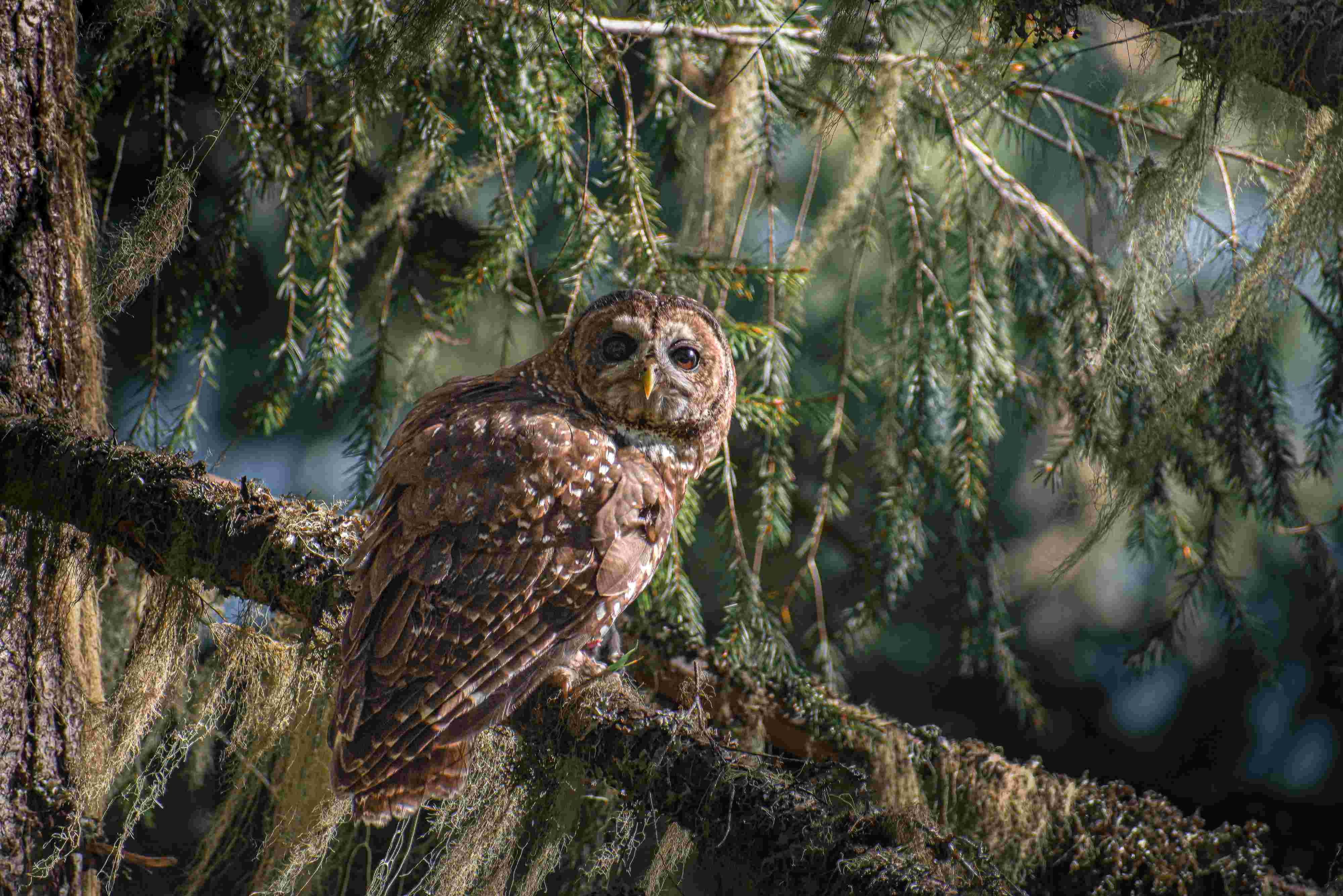 U.S. wildlife agency sued over delayed protections for spotted owl