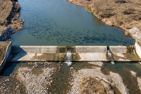 California justices wade into fish statute fight