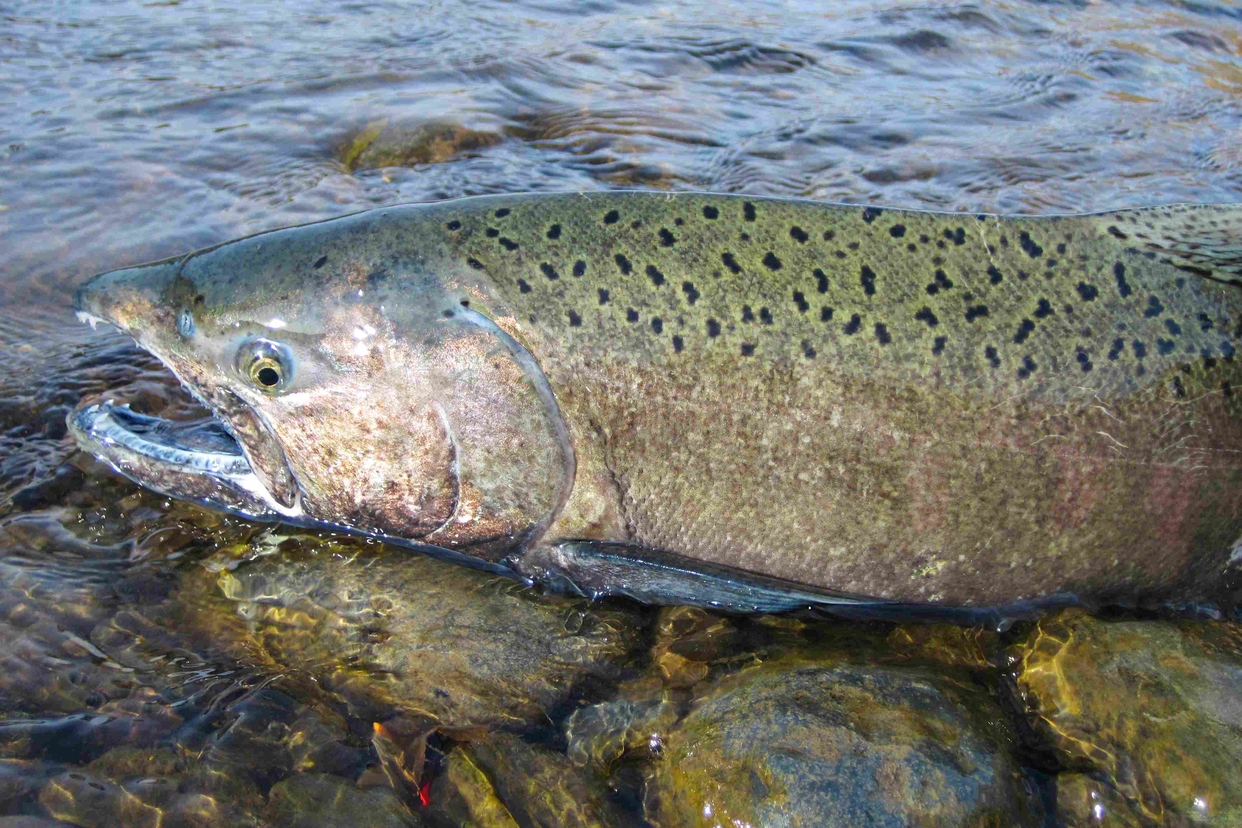Judge rejects bid to preserve more Shasta water for salmon
