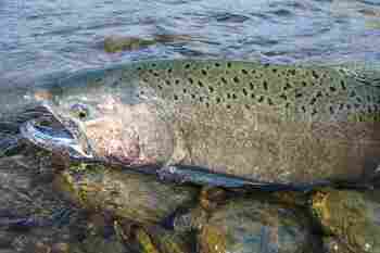 Judge rejects bid to preserve more Shasta water for salmon