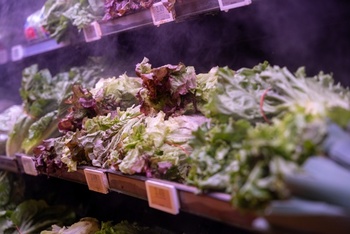 First deaths reported in Cyclospora outbreak, possibly impacting complaints