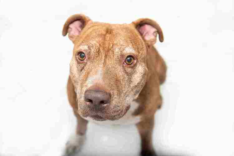How to pick the top dog for your mediation