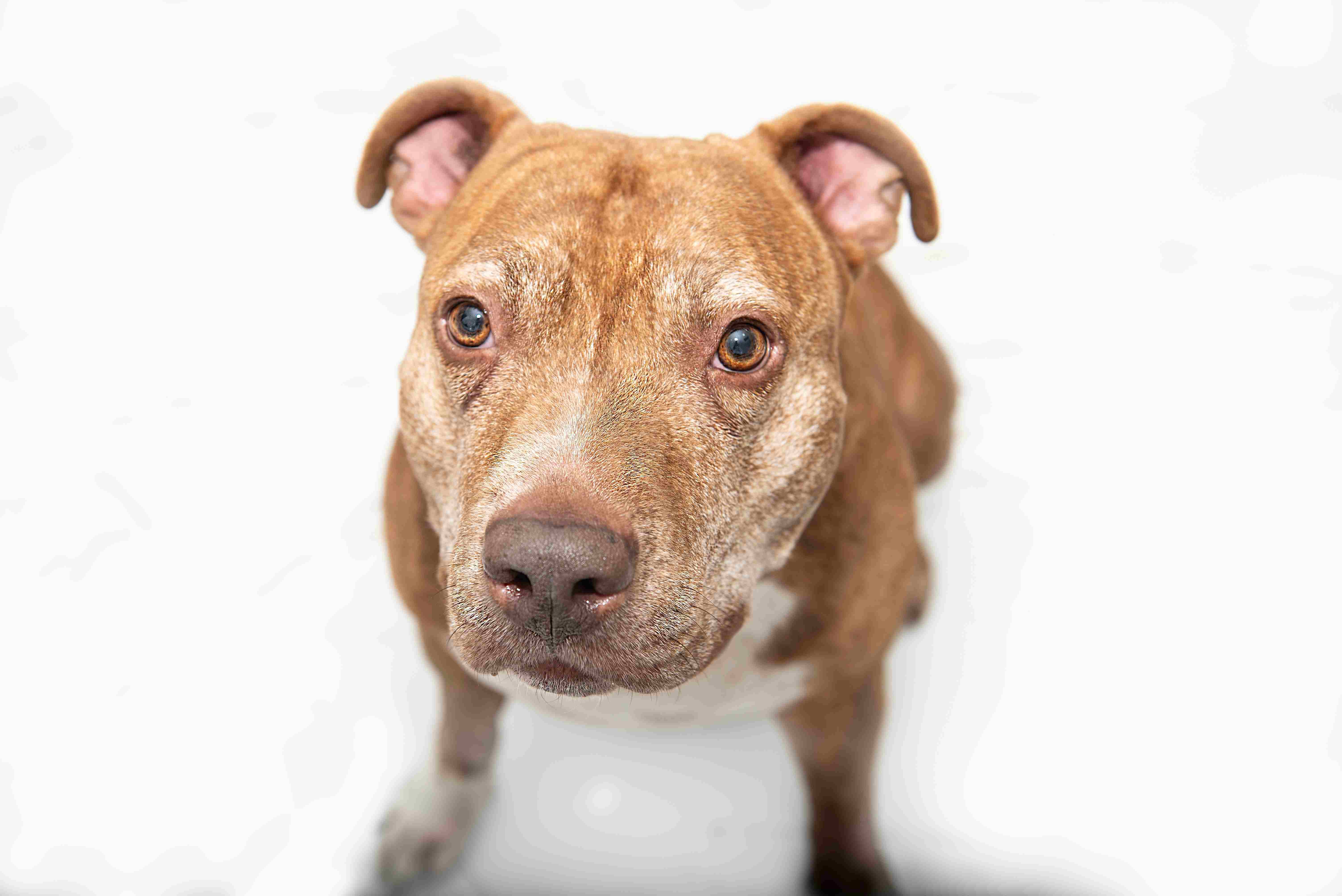 How to pick the top dog for your mediation