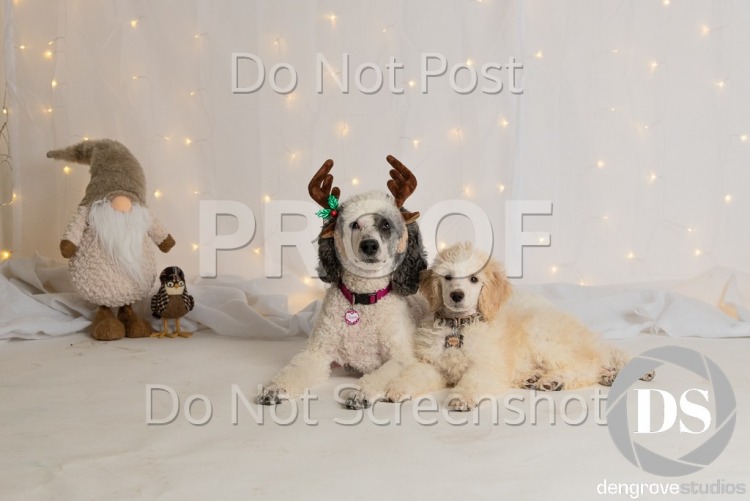 Paws with Manners - Holiday Pet Photos 2018