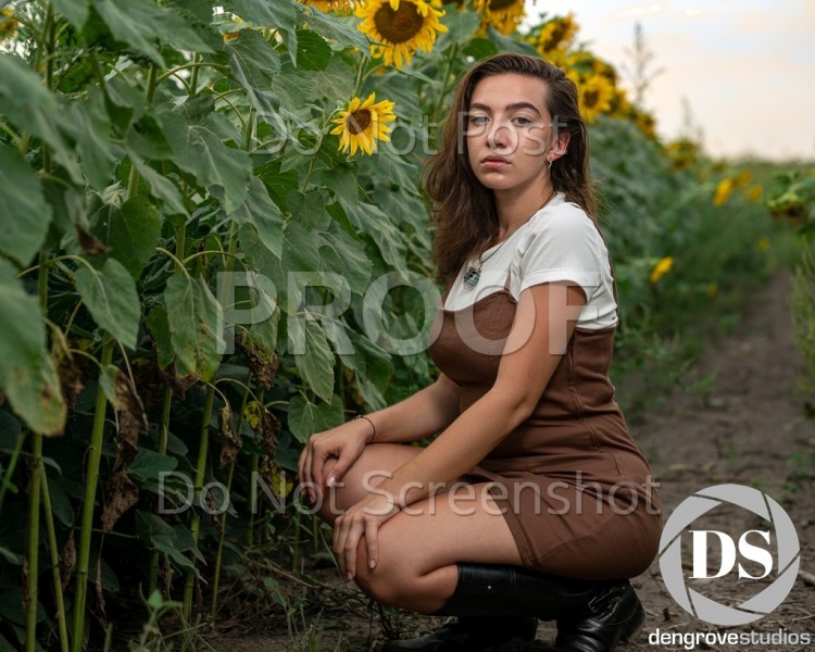 KA Sunflower Shoot