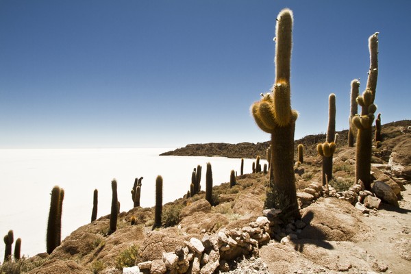 Cactus en cerro sobre inmenso salar
