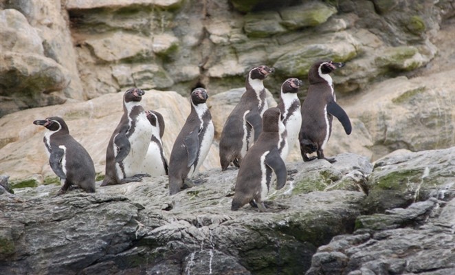Reserva Pinguinode Humboldt reserva-pinguino-humboldt-chile-lugares-chile-antes-morir