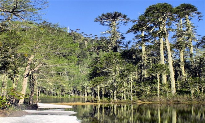 Reserva El Cañi santuario-el-cañi-chile-lugares-chile-antes-morir