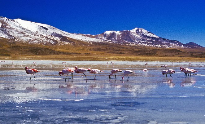 Flamingoes at Laguna Hedionda Bolivia
