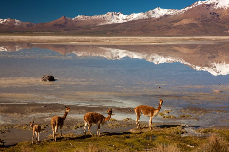 7 Monumentos Naturales de Chile que deberías visitar | Blog Denomades