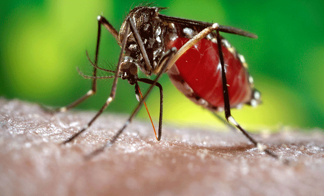Entrenosotrosdigital.com...Mosquito portador del dengue