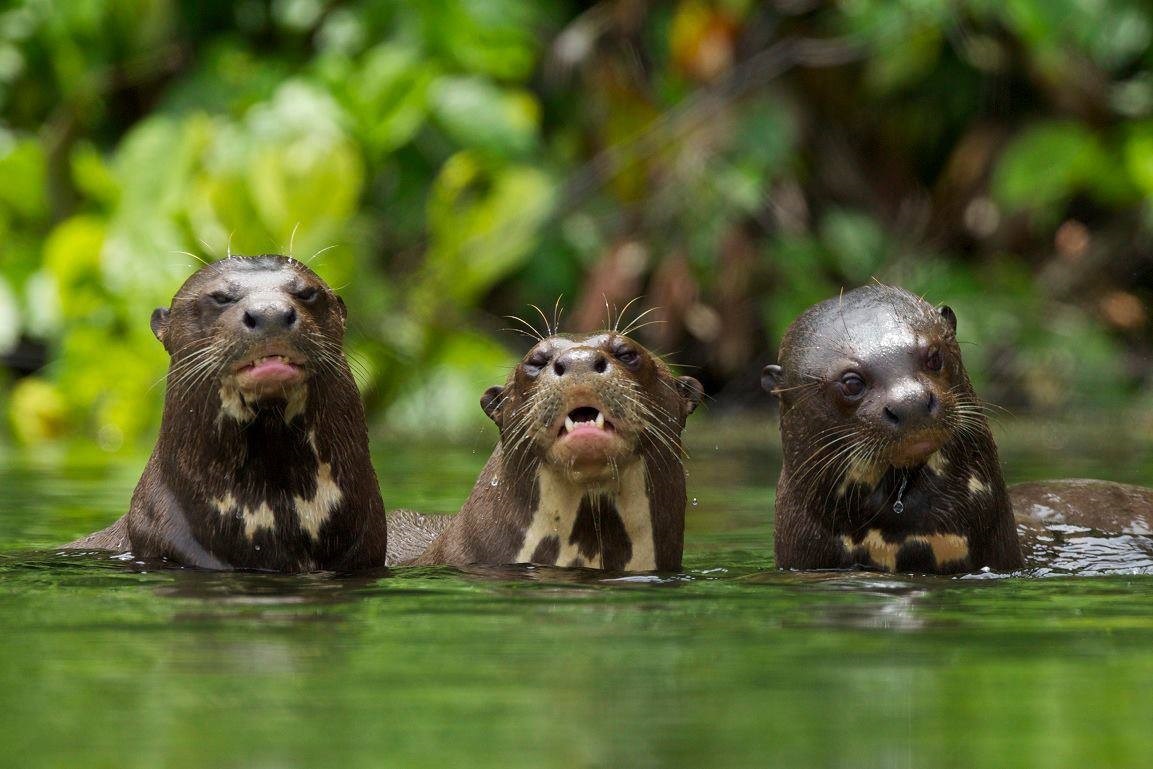 lobos de rio en la selva del manu