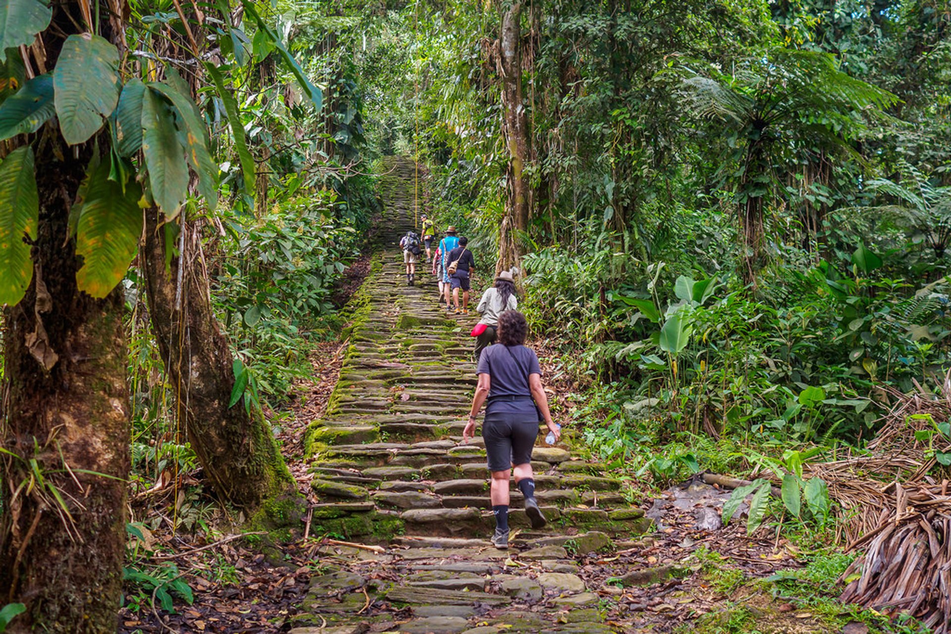 colombia-ciudad-perdida-trek Viajeros suben escaleras en medio de la selva hacia Ciudad Perdida