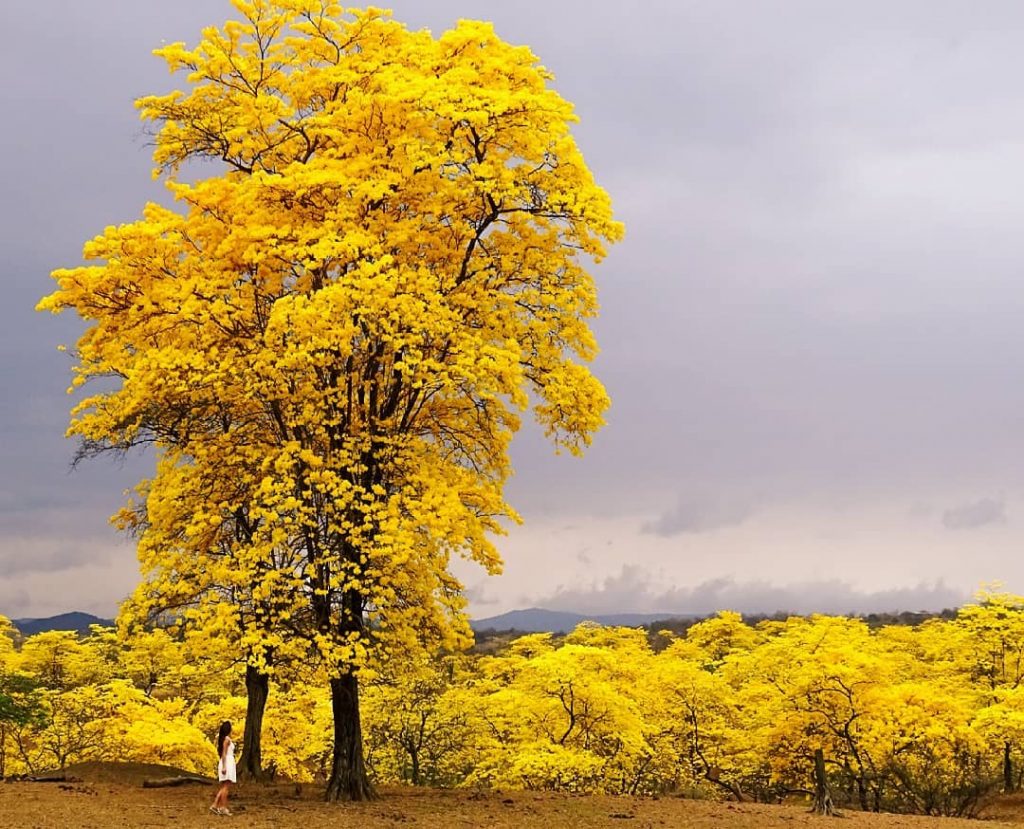 Árboles completamente amarillos en uno de los lugares de Sudaméricam más espectaculares