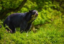 Laquipampa: un paraíso de la naturaleza en Lambayeque Oso de Anteojos en medio de vegetación